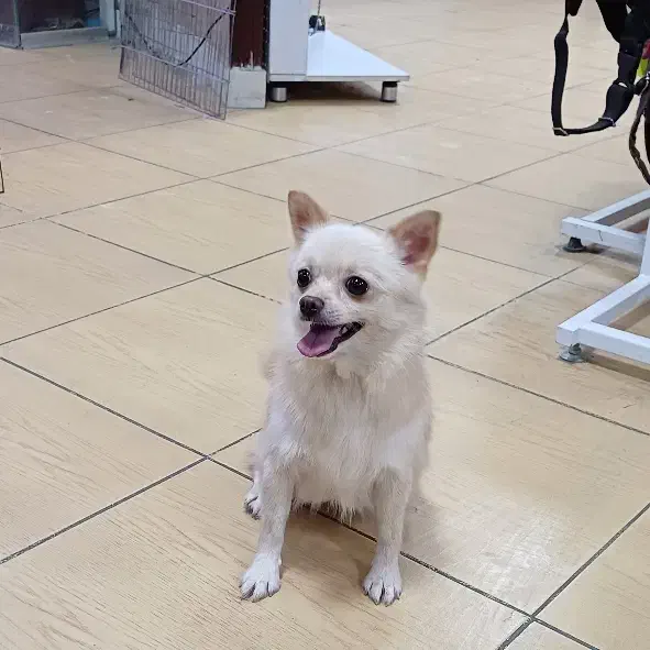 سگ جیبی نژاد شی هوا هوا / چی هوا هوا|سگ|تبریز, |دیوار