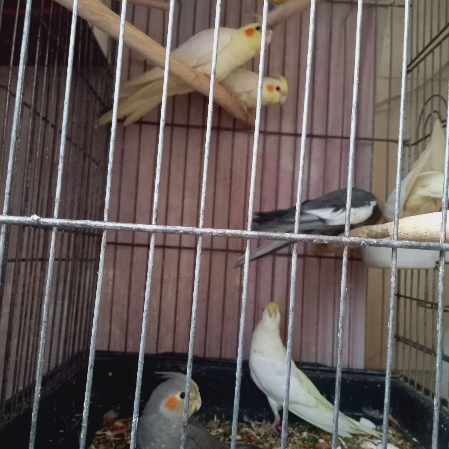 جوجه عروس هلندی تازه دونخور|پرنده|ری, شهید بهشتی|دیوار