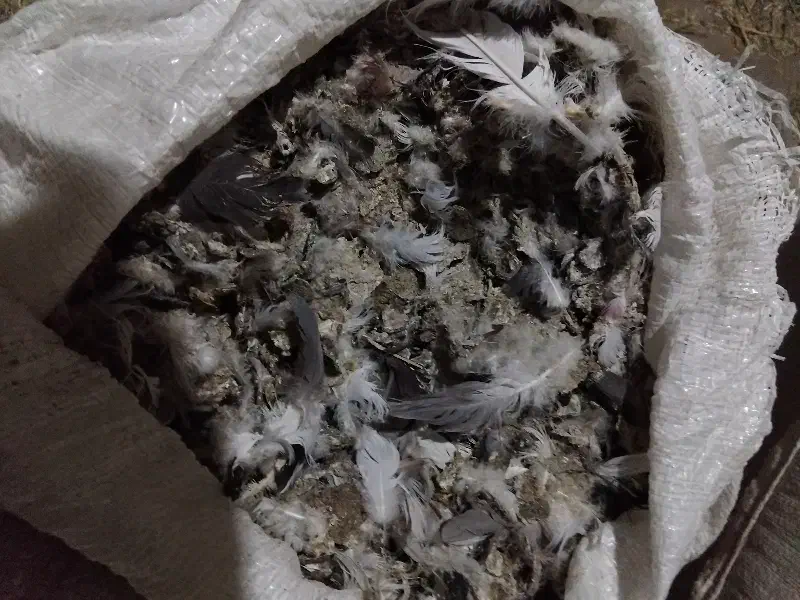 فروش کودکبوتر|خدمات باغبانی و درختکاری|ملکان, |دیوار