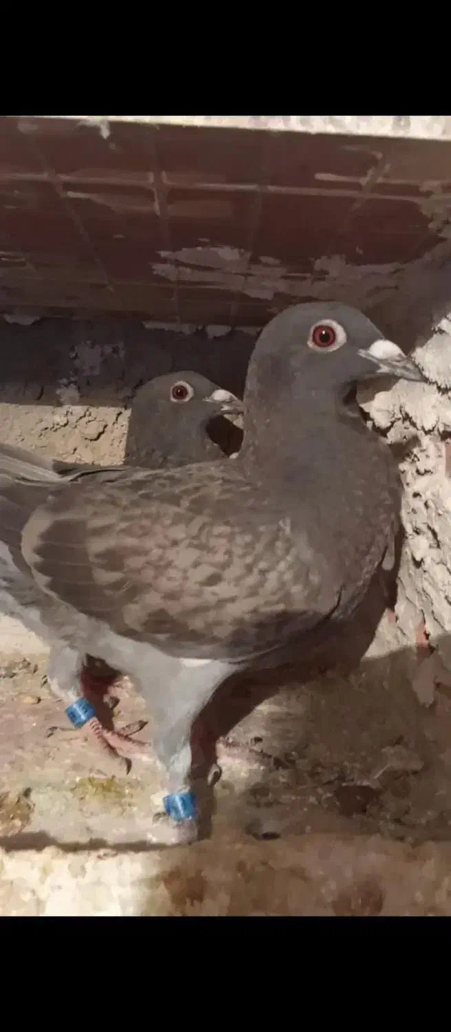 شامی پلاکی|پرنده|خسروشاه, |دیوار