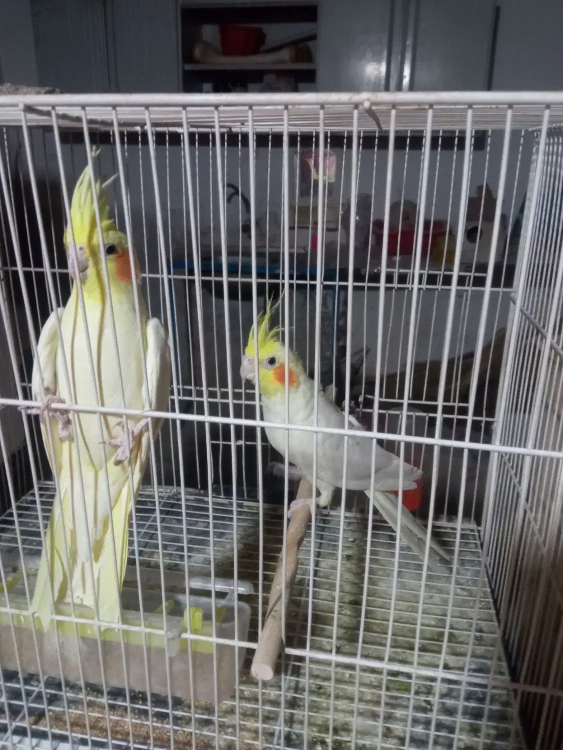 عروس هلندی|پرنده|زبرخان, |دیوار