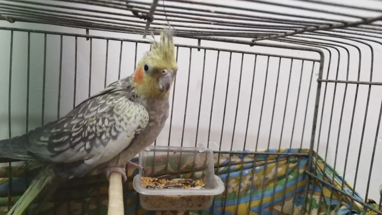 عروس هلندی|پرنده|ابهر, |دیوار