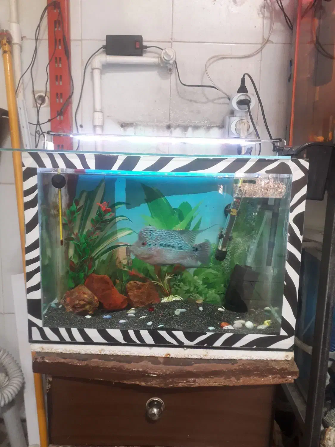 فلاور نر|ماهی|سراب, |دیوار