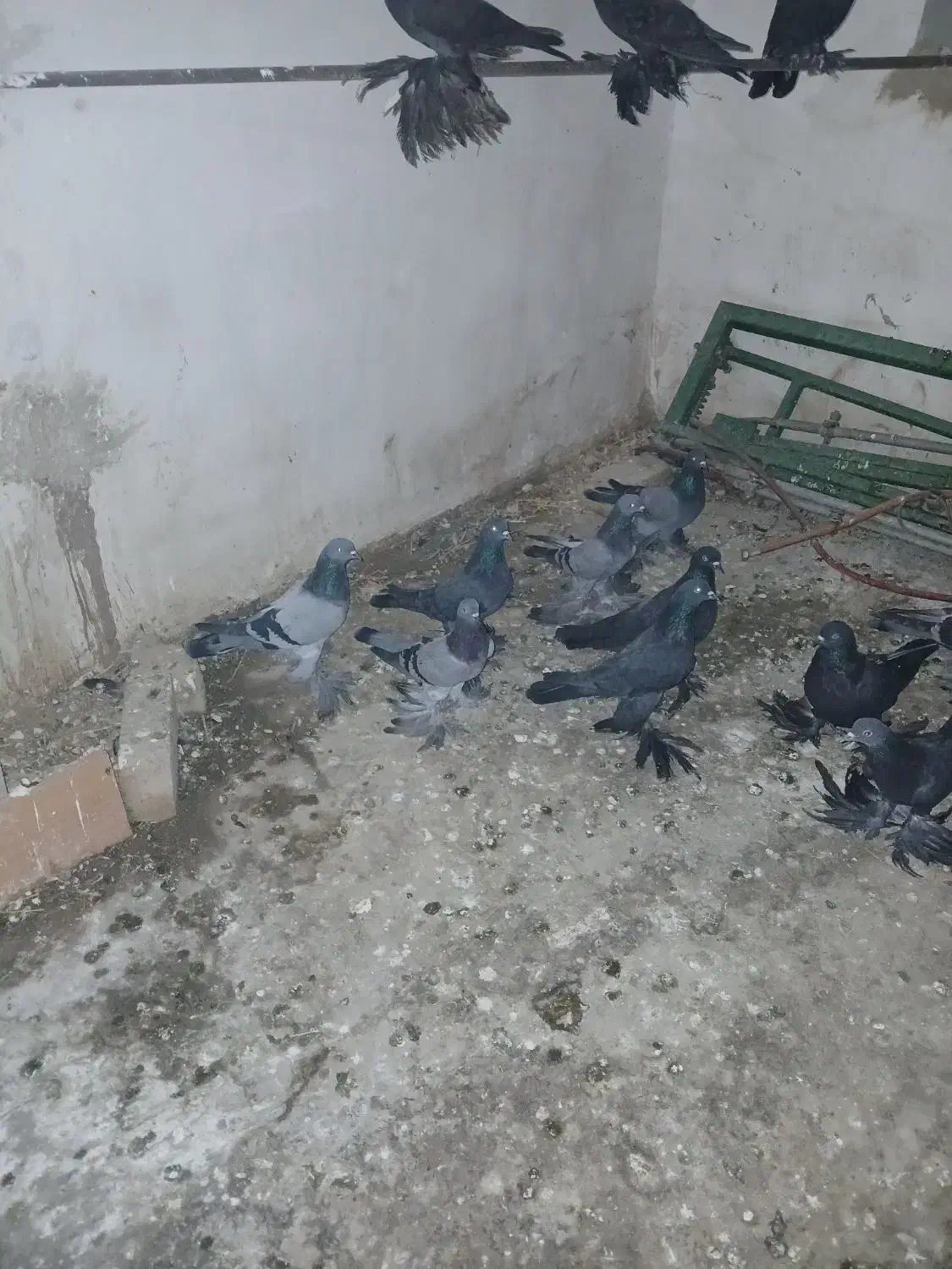 فروش کبوتر پریا تبریزی|پرنده|نهاوند, |دیوار