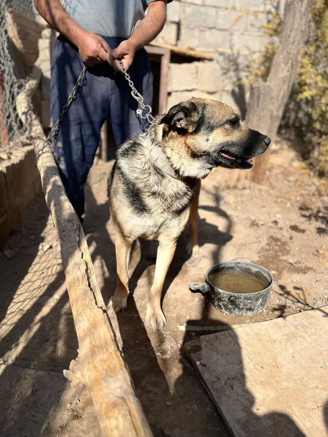 سگ ژرمن نر نگهبان|سگ|کرمان, |دیوار