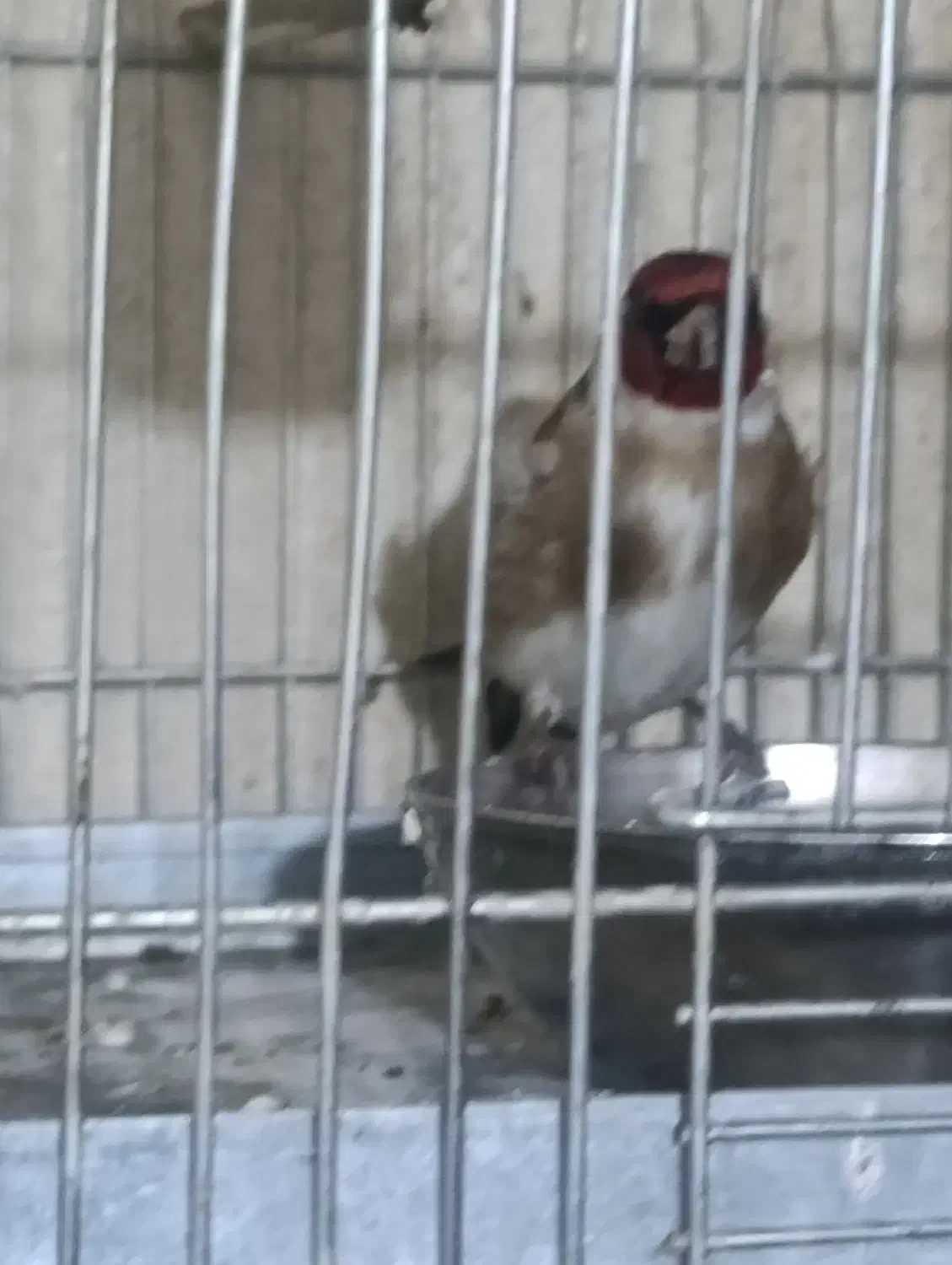 سهره نقابدار|پرنده|بروجرد, |دیوار