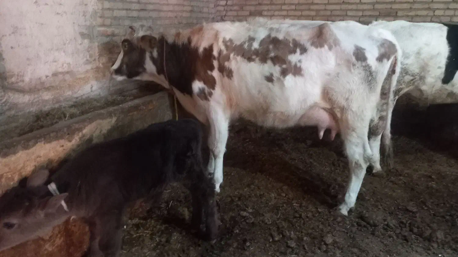 گاو شیری|حیوانات مزرعه|تبریز, |دیوار