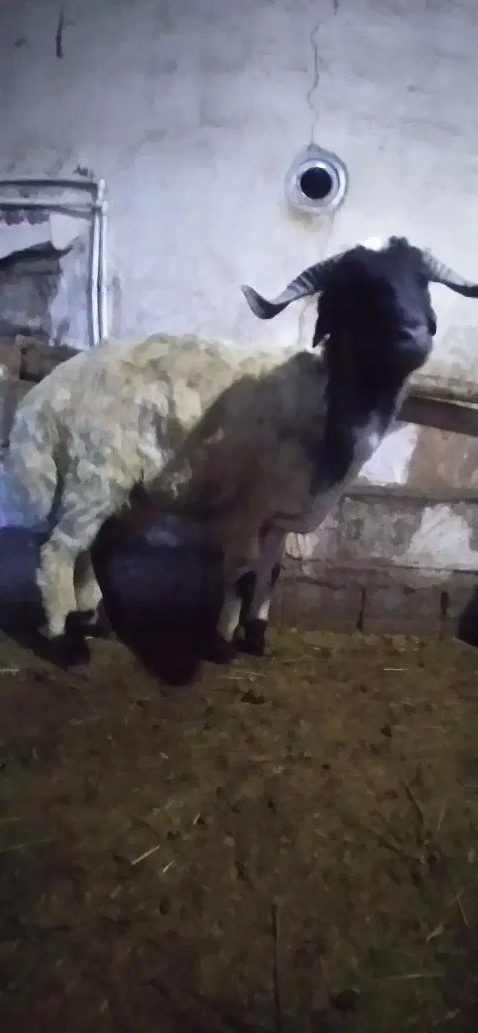 بره نر گیج واسه قربانی|حیوانات مزرعه|چالدران, |دیوار