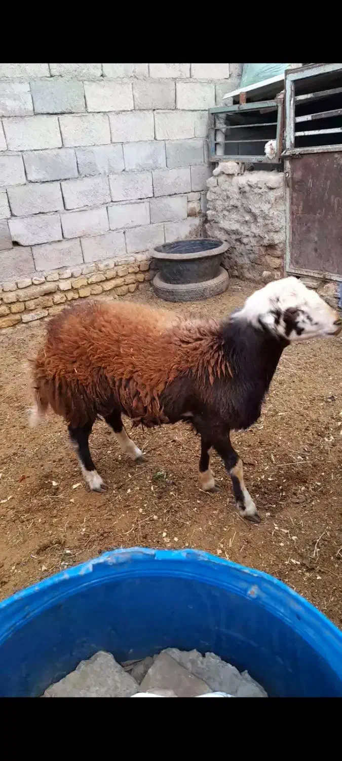 بره قوچی|حیوانات مزرعه|رضویه, |دیوار