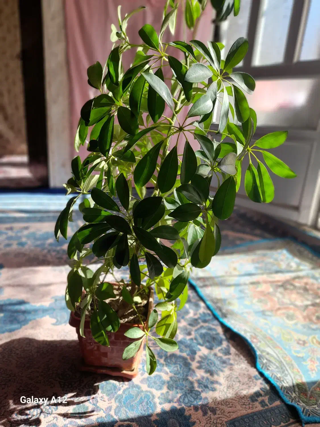 گل شفلرا|گل و گیاه طبیعی|بجنورد, |دیوار