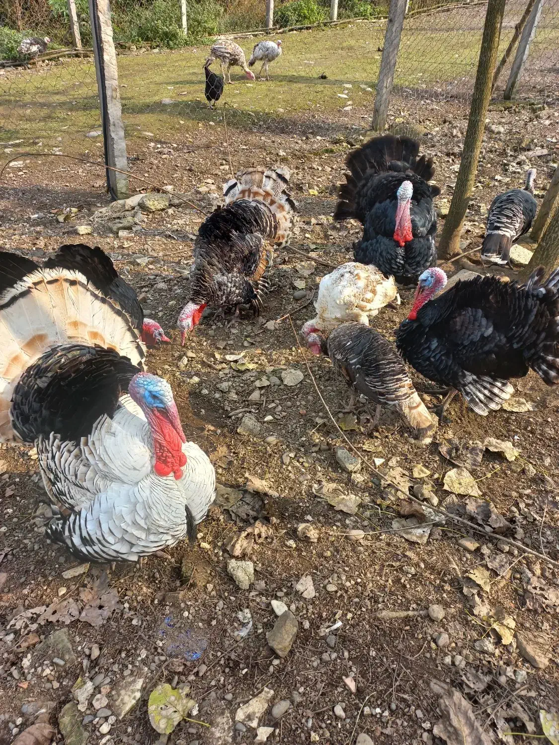 تخم بوقلمون محلی|حیوانات مزرعه|لاهیجان, یوسف آباد|دیوار