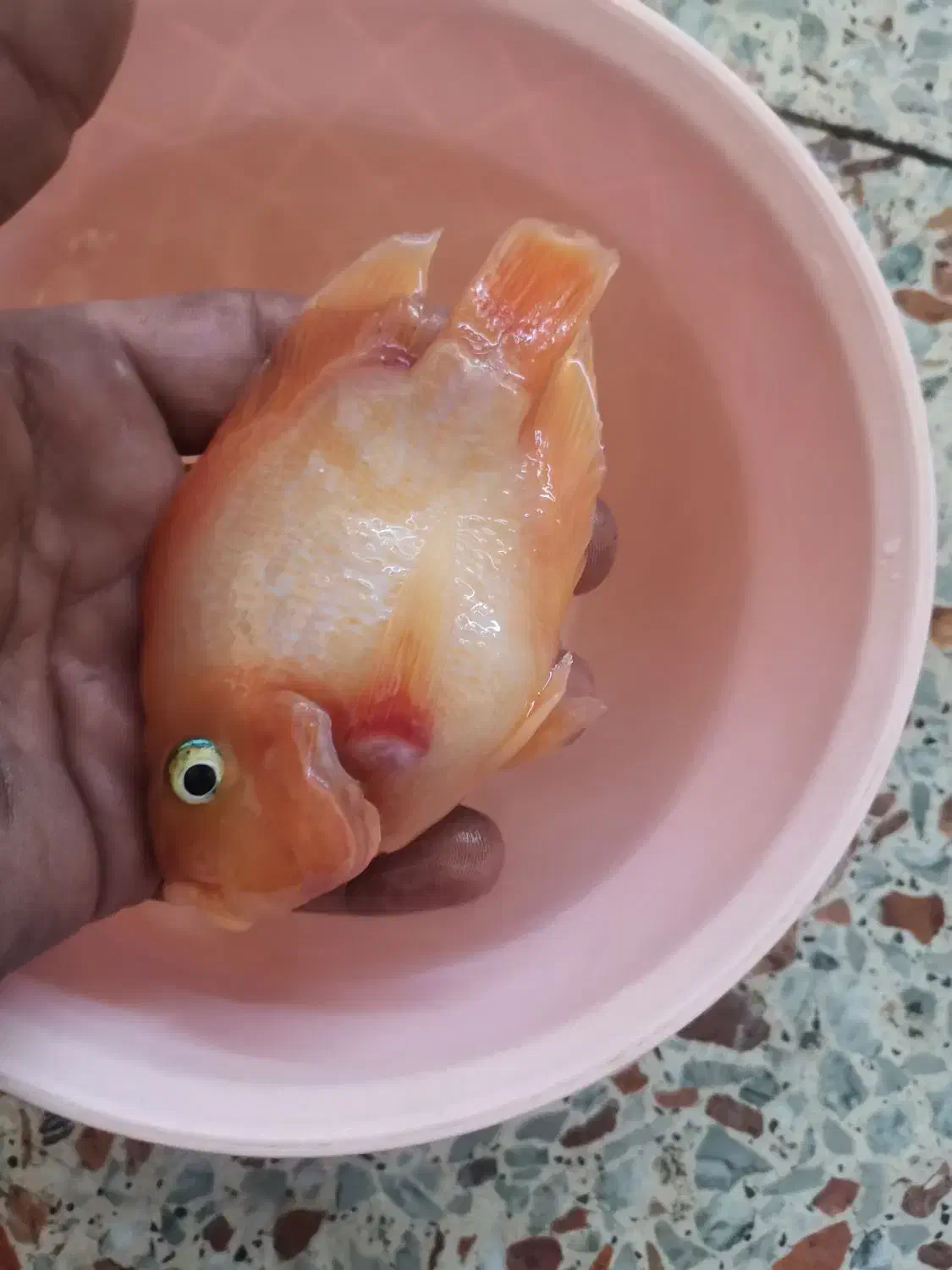 ماهی پرت|ماهی|شوشتر, |دیوار