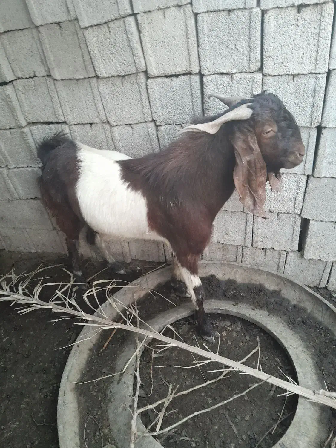 بز. نر به فروش میرسد|حیوانات مزرعه|شادگان, |دیوار