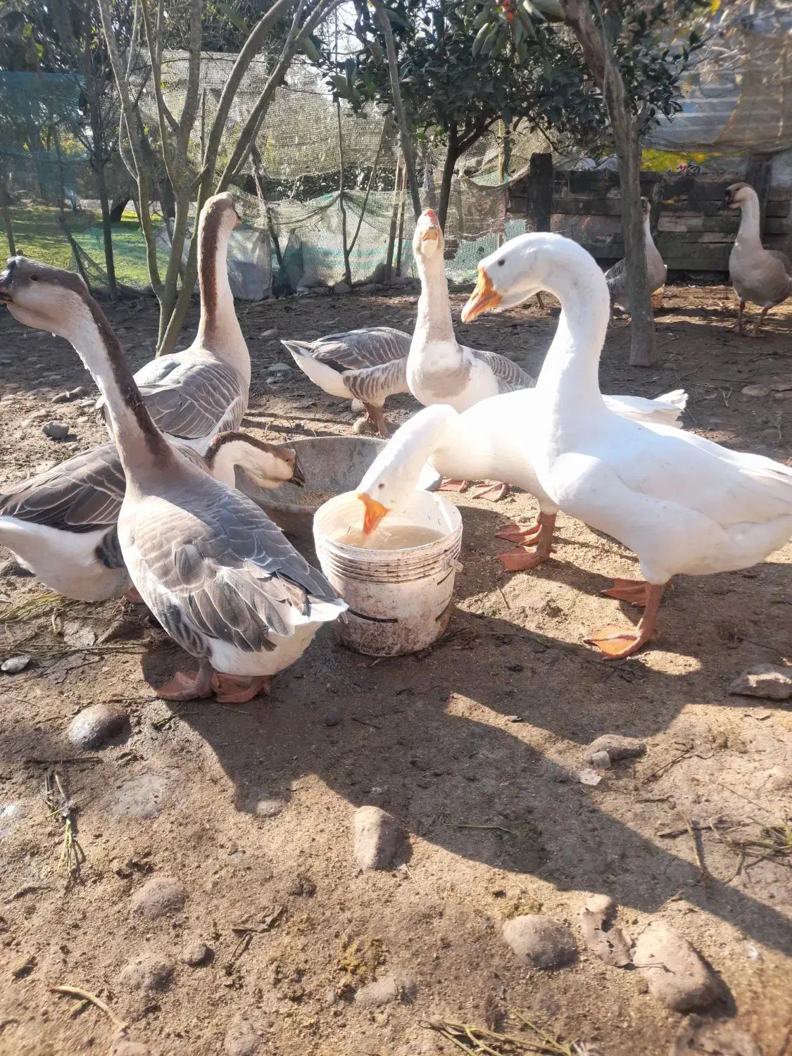 قو غاز|حیوانات مزرعه|سنگر, |دیوار