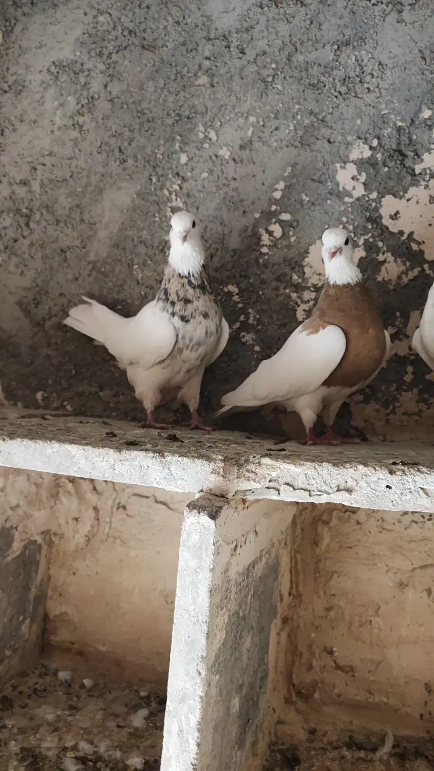 طوقی لیمویی فروشی|پرنده|جوین, |دیوار