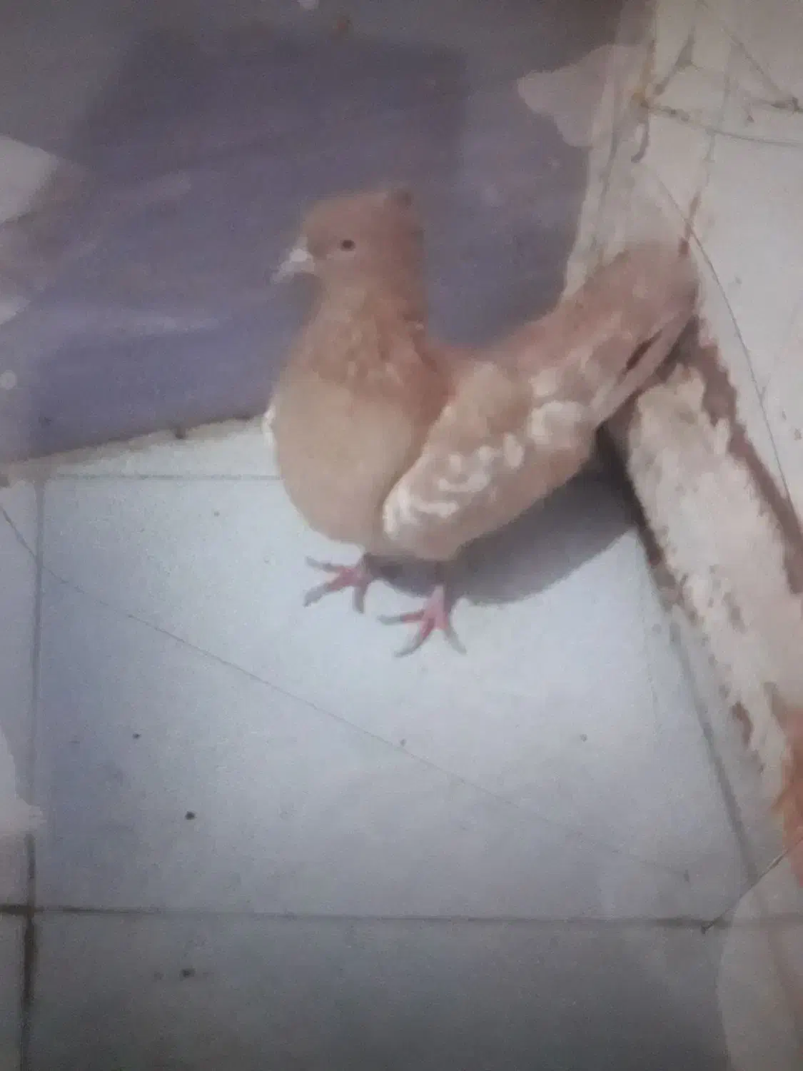 کفترسینه|پرنده|تربتحیدریه, آغوی|دیوار