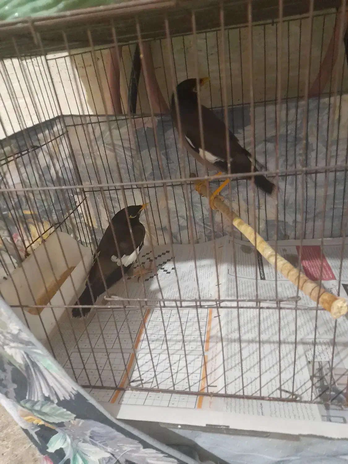 مینا|پرنده|رشت, قاسمیه|دیوار