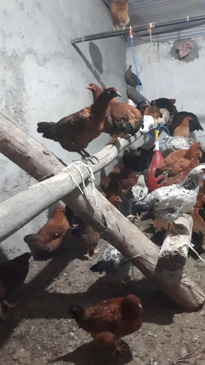 مرغ محلی تخم گذار|حیوانات مزرعه|مرادلو, |دیوار