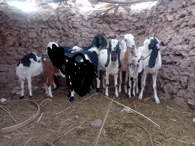 بامتور معامله میکنه 200|حیوانات مزرعه|گلباف, |دیوار