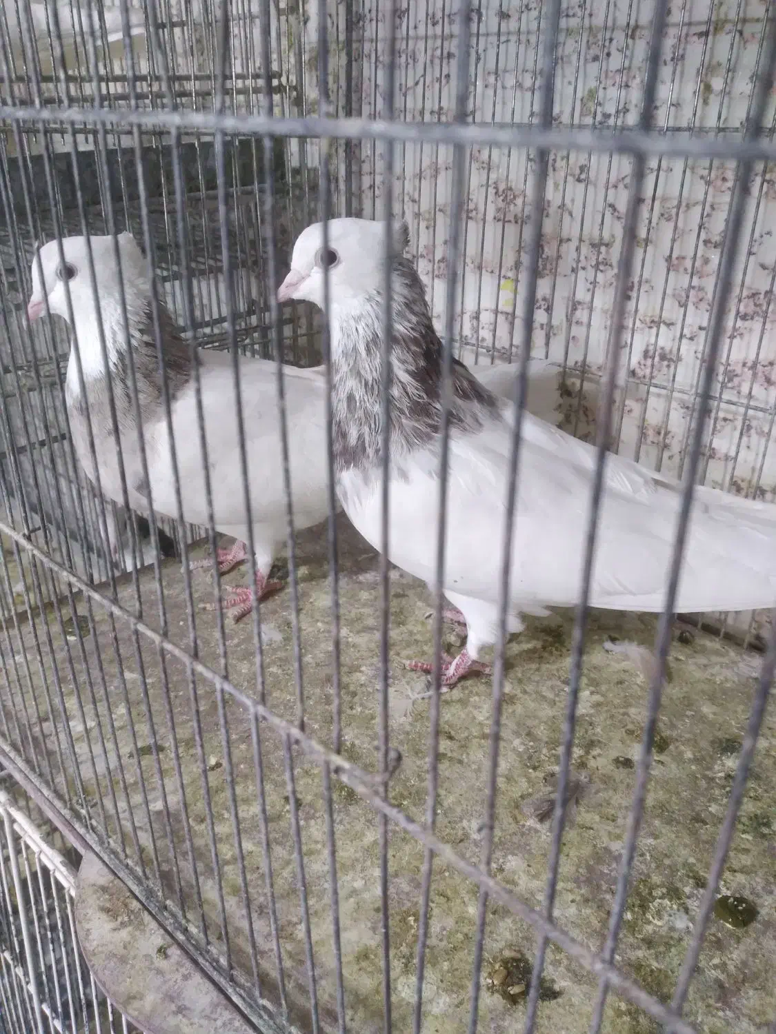 فروش کبوتر|پرنده|صدرا-فارس, فاز ۱|دیوار