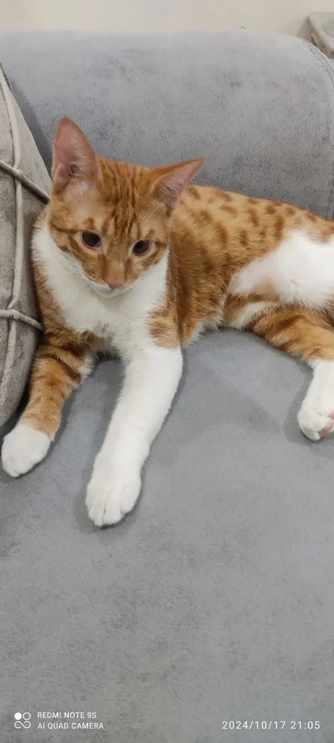 واگذاری گربه|گربه|قدس, شهر‌قدس|دیوار