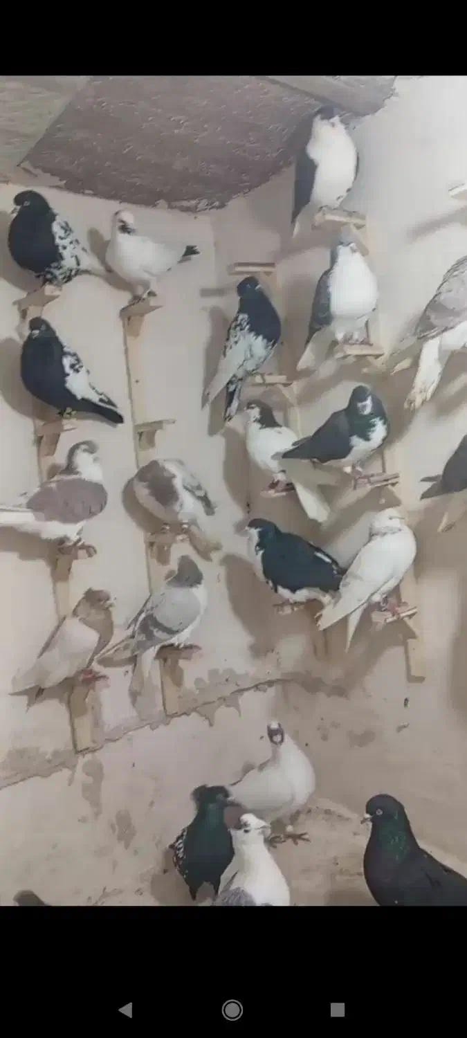 کبوتر دزدیده|حیوانات|مشهد, سلام|دیوار