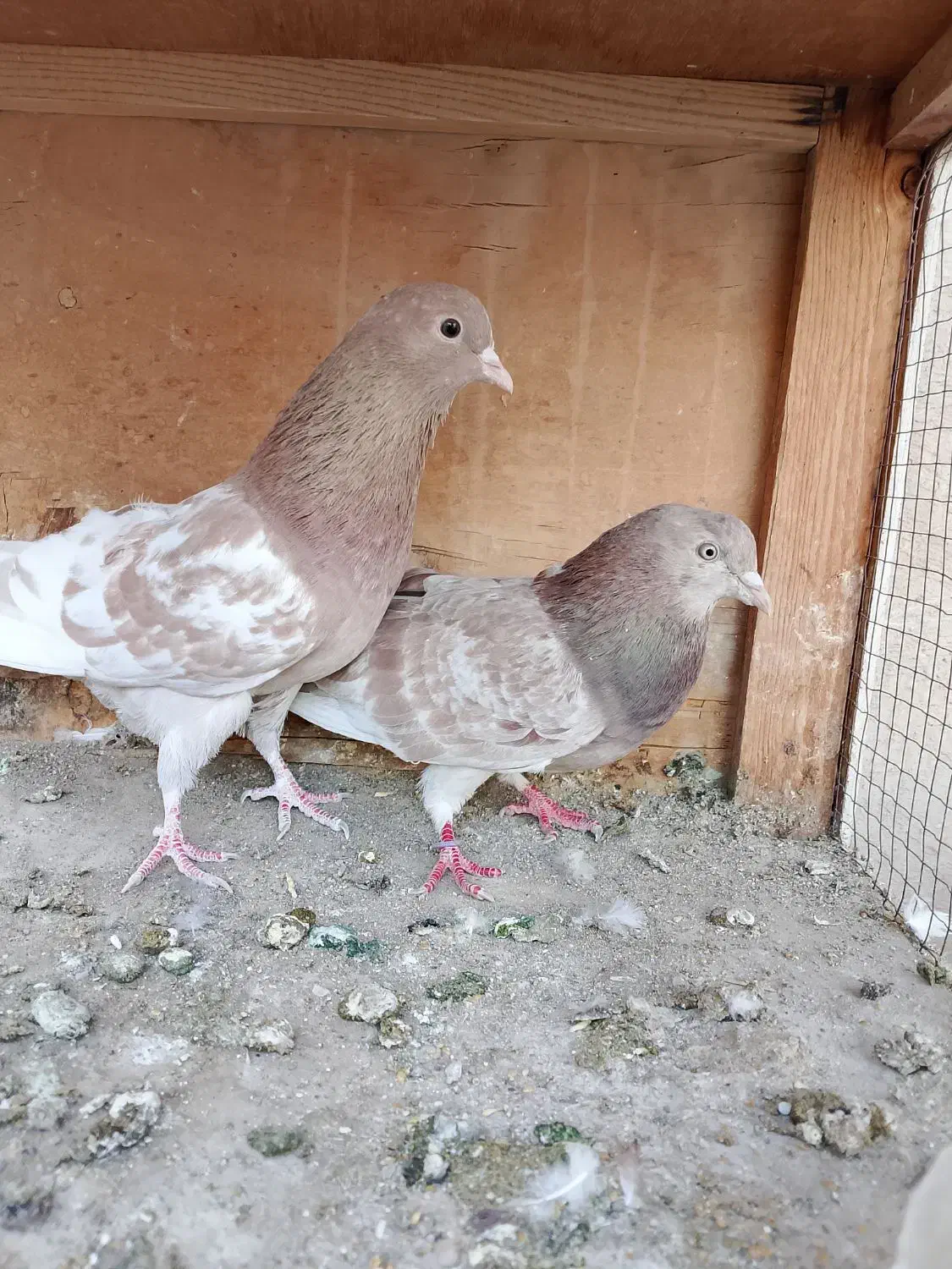 کبوتر.کفتر|پرنده|ری, شهادت|دیوار