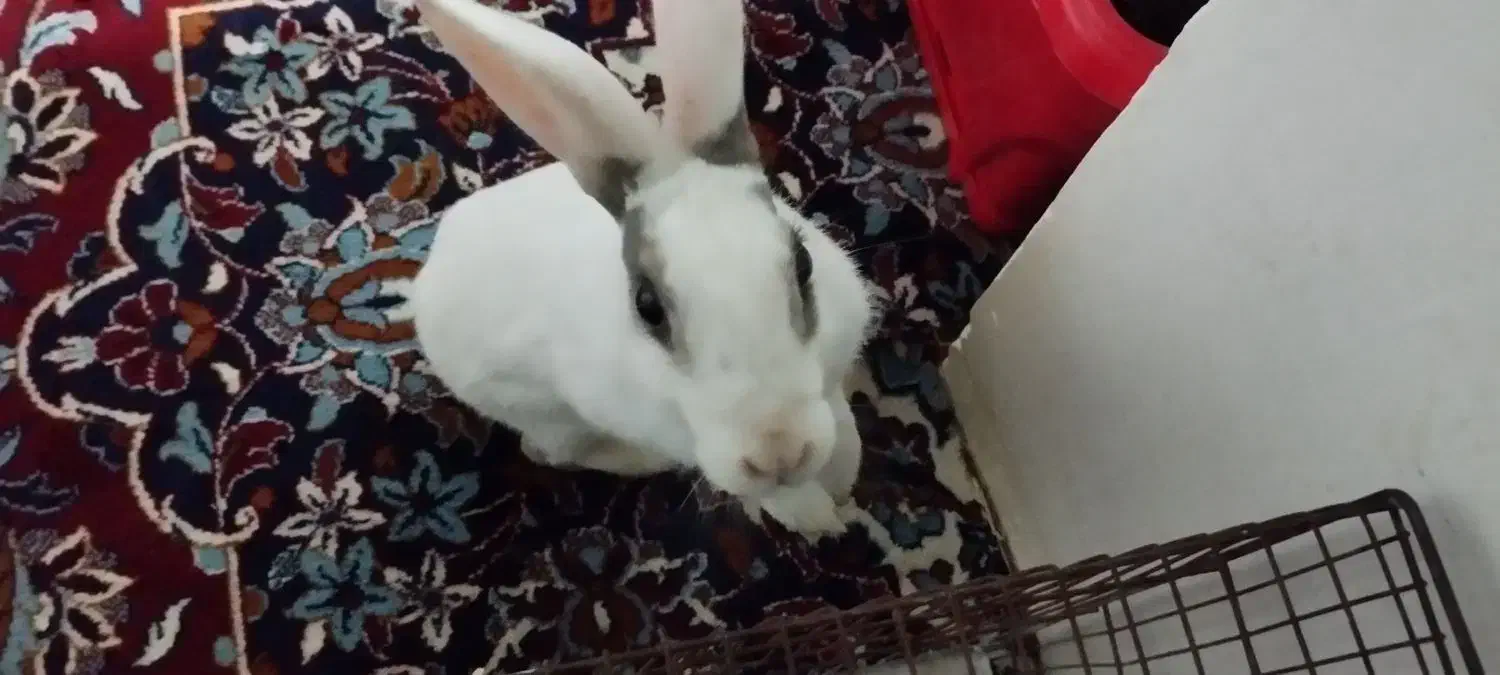 خرگوش زیبا وبازیگوش|موش و خرگوش|گهواره, |دیوار