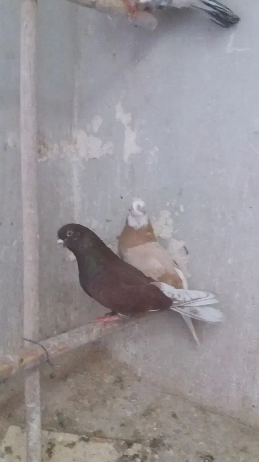 کبوتر|پرنده|پیشوا, |دیوار