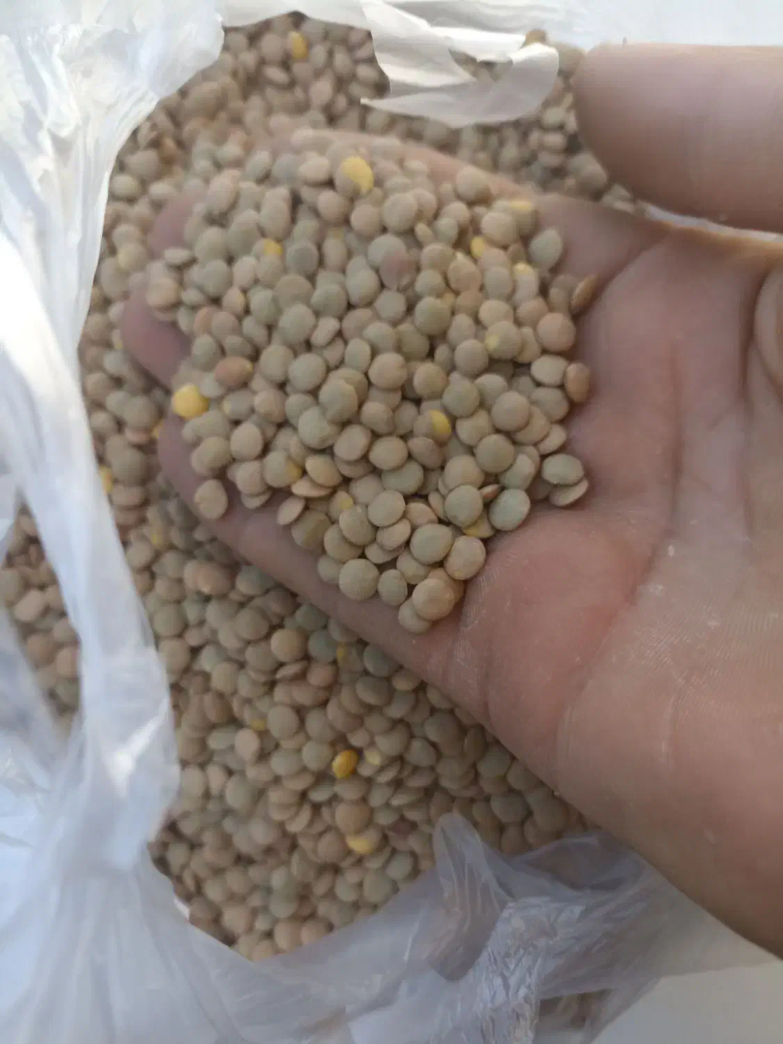 پخش عمده وخرده عدس|خوردنی و آشامیدنی|بانه, |دیوار