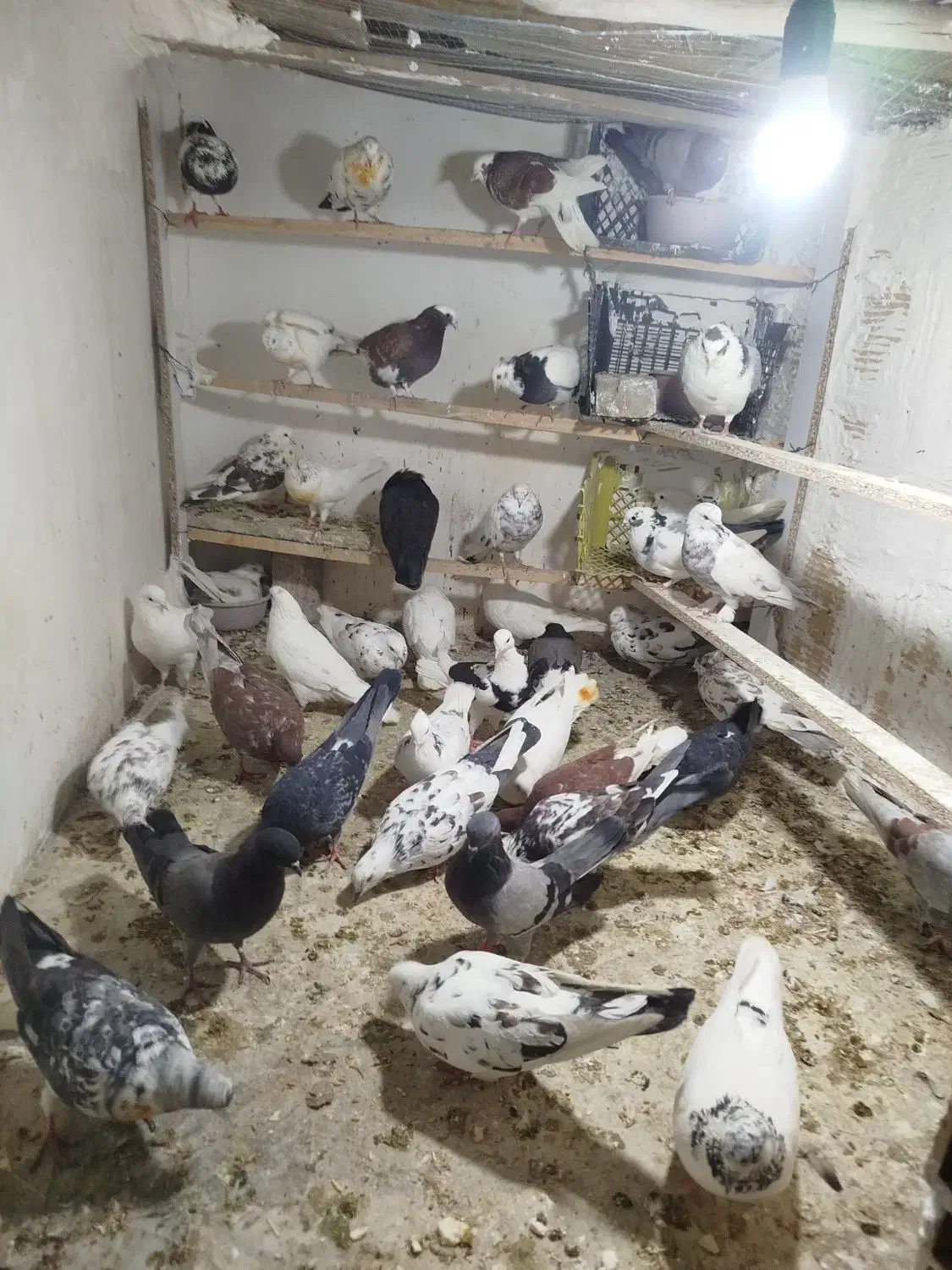 کفتر|پرنده|مشکین‌دشت, |دیوار