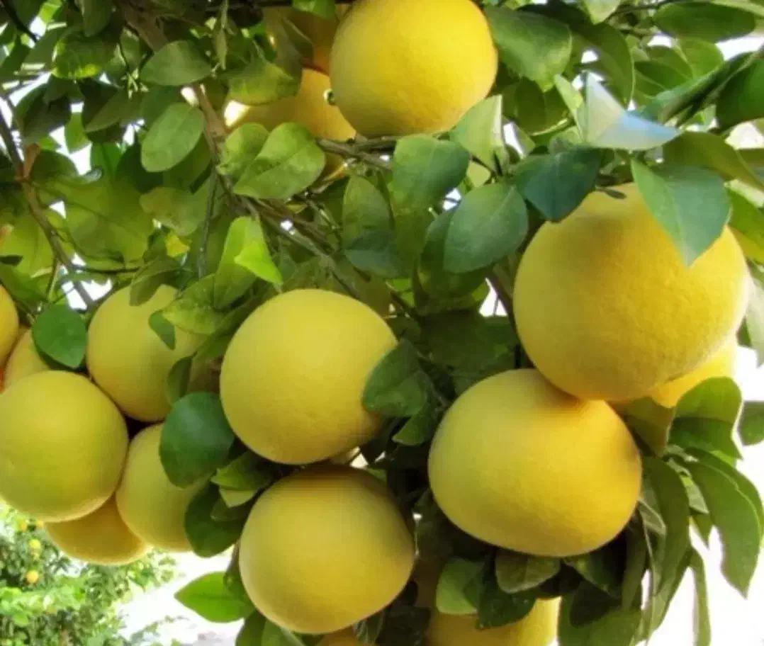 گریپ فروت و بالنگ|خوردنی و آشامیدنی|زرگرشهر, |دیوار