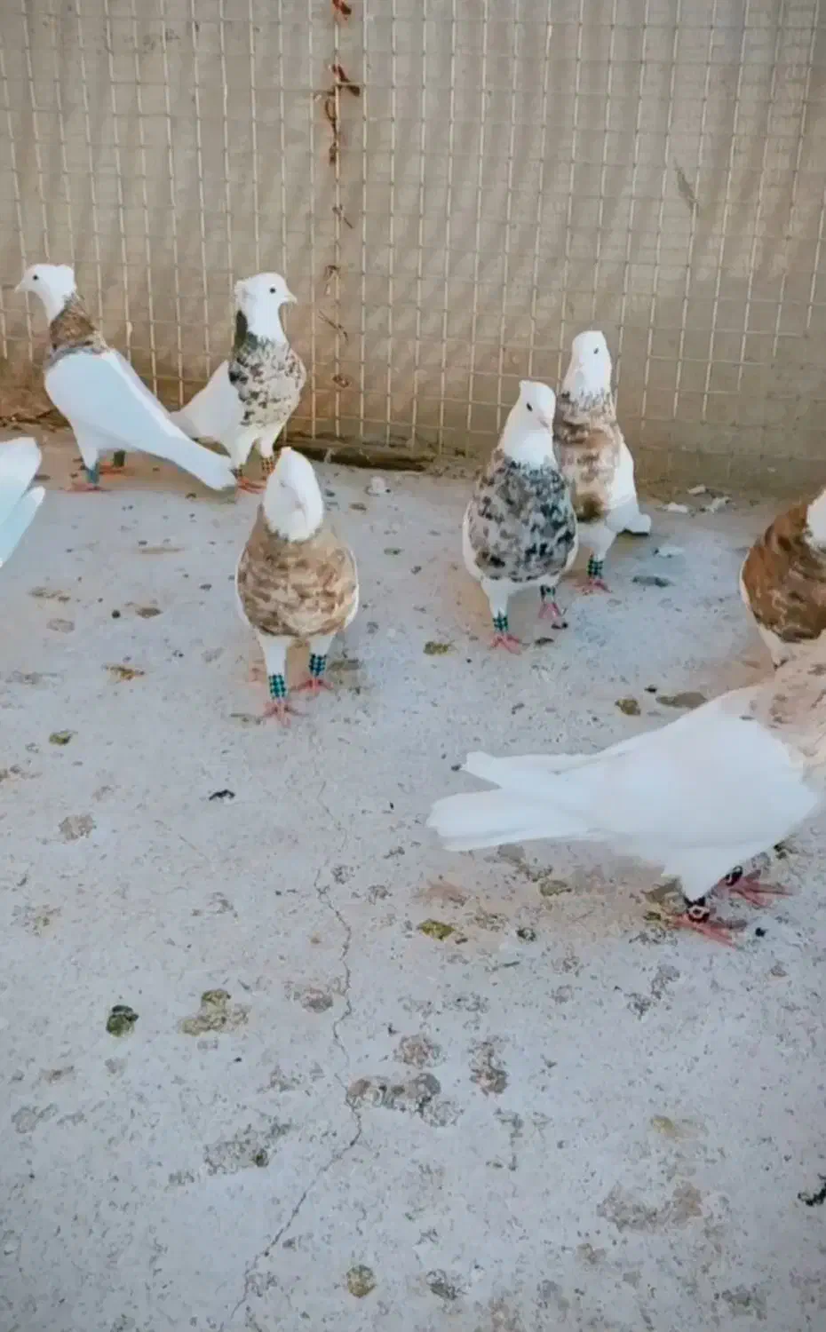 کبوتر|پرنده|مشهد, امام رضا (ع)|دیوار