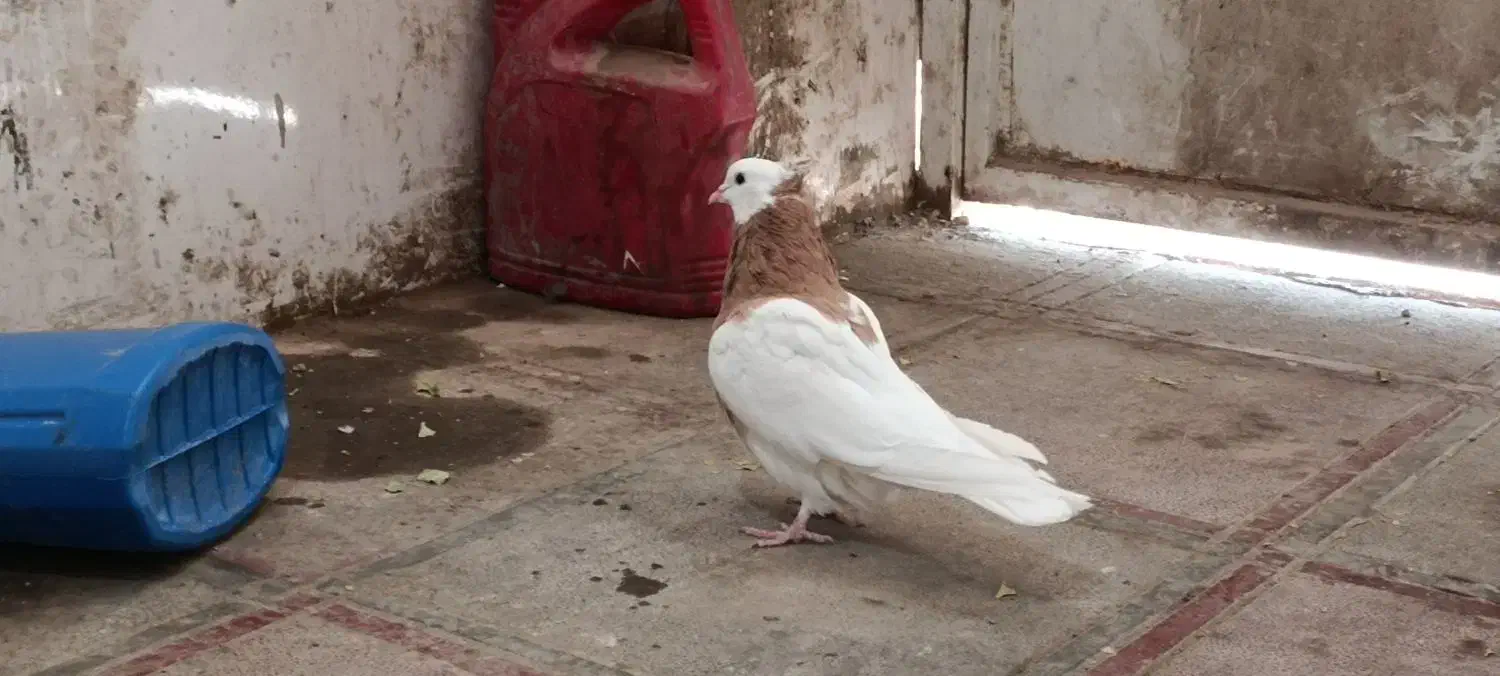 سرحال|پرنده|سبزوار, غرب نیروگاه|دیوار