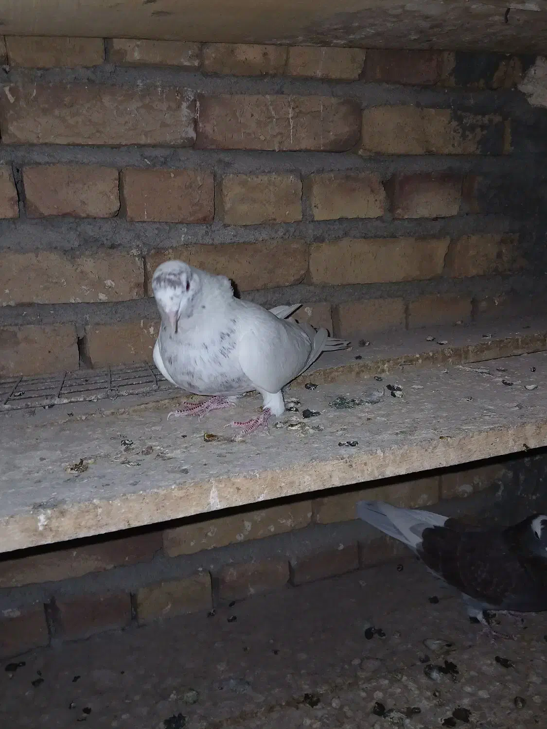 کبوتر جفت باش قرمزی|پرنده|ارشق, |دیوار