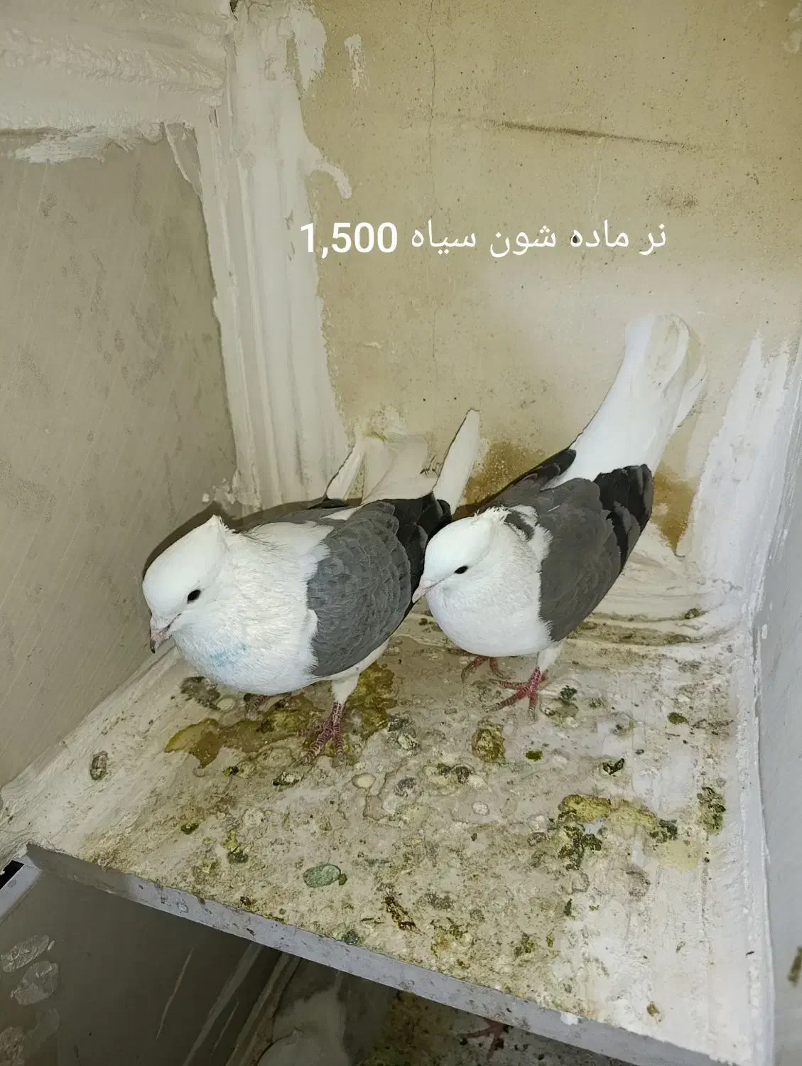 یه کوله کفتر|پرنده|بروجرد, |دیوار