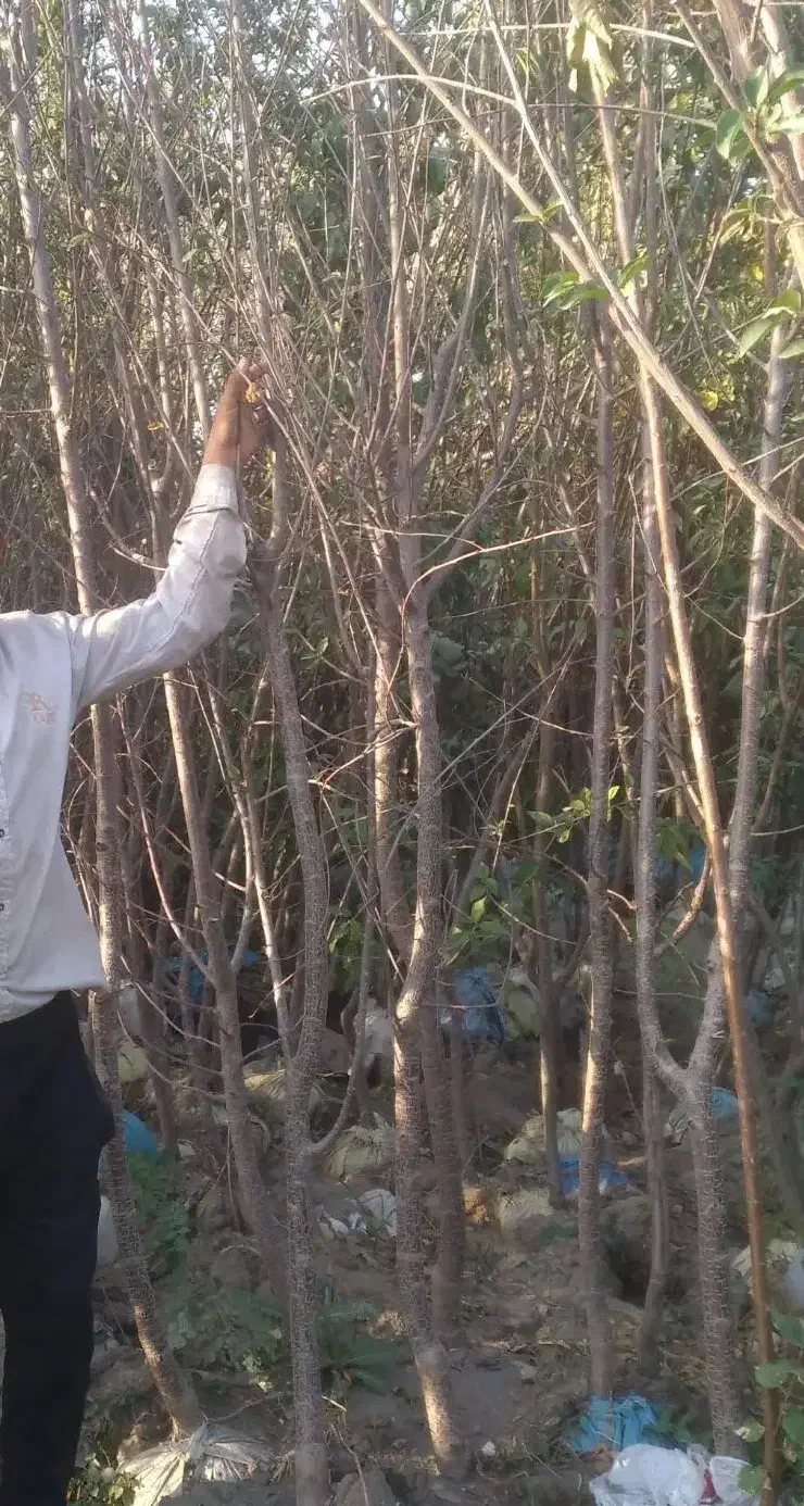 نهال ونهالستان تخصصی بزرگ حاجی گوارشکی|خدمات باغبانی و درختکاری|مشهد, توس فردوسی|دیوار