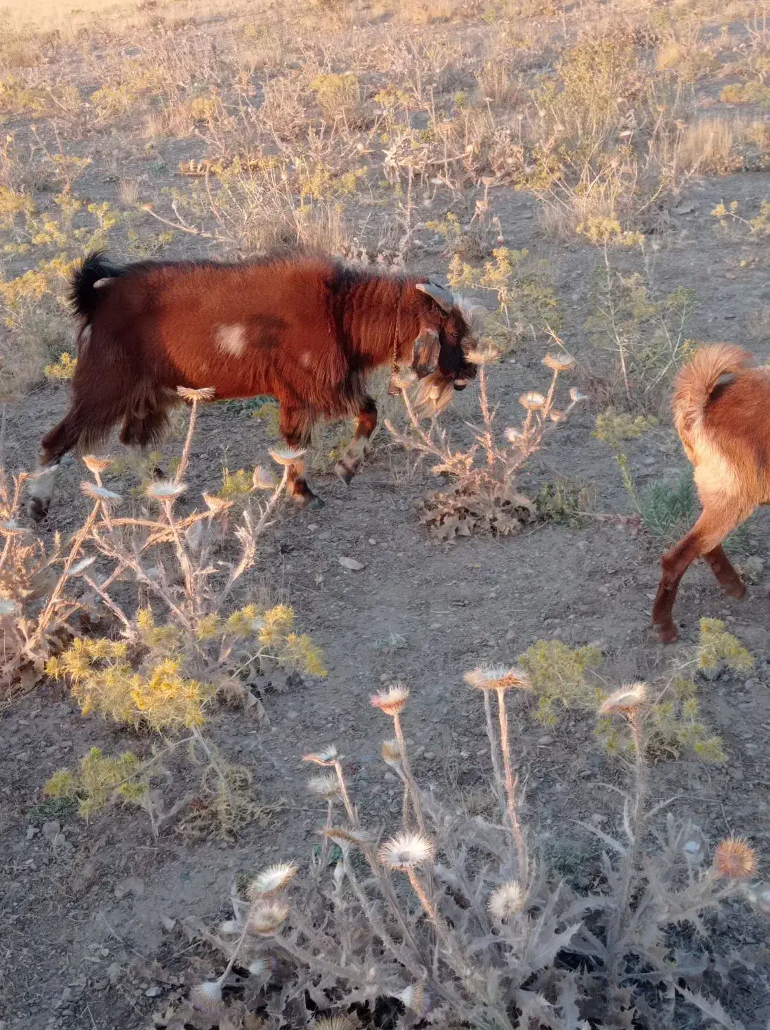 چپش نر|حیوانات مزرعه|دورود, |دیوار