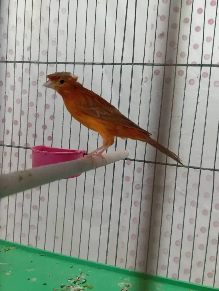 قناری|پرنده|کرمان, |دیوار