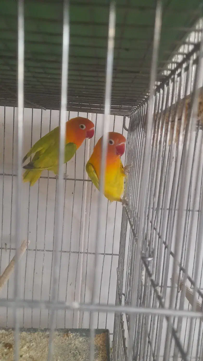 مولد عروس هلندی کو توله|پرنده|قم, علی آباد سعدگان|دیوار