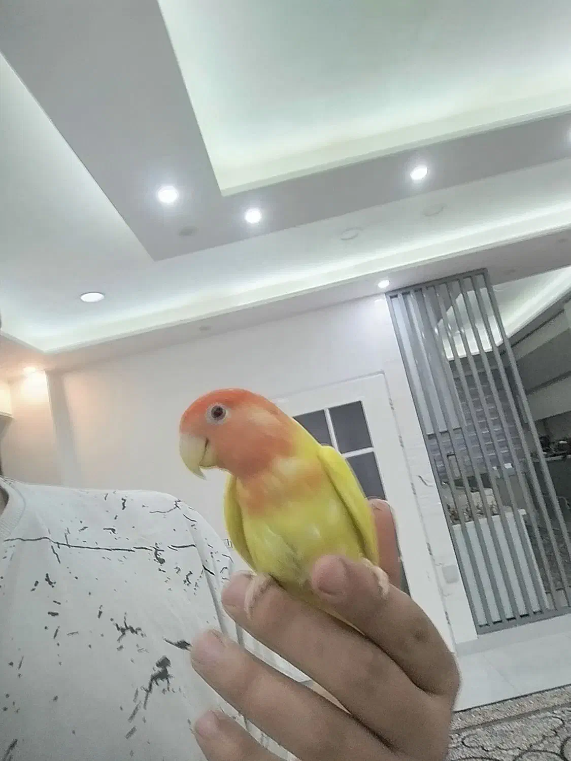 برزیلی فول رام|پرنده|بانه, |دیوار