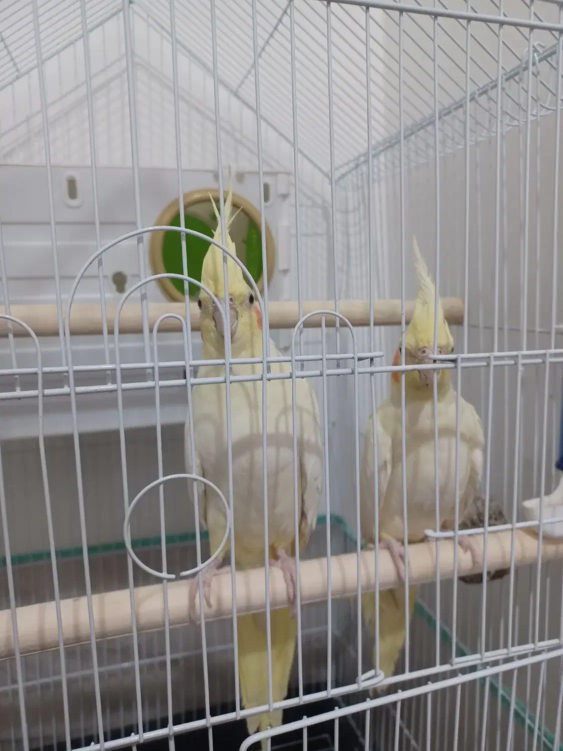 عروس هلندی|پرنده|خوی, |دیوار