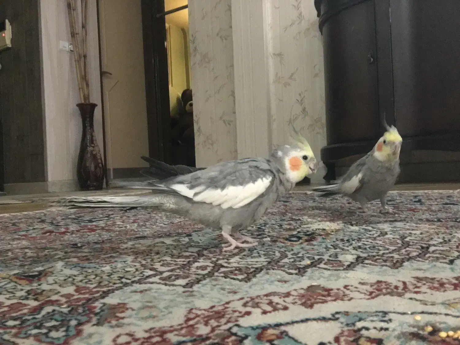 دو تا عروس هلندی نر شیطون|پرنده|مشهد, آزادشهر|دیوار