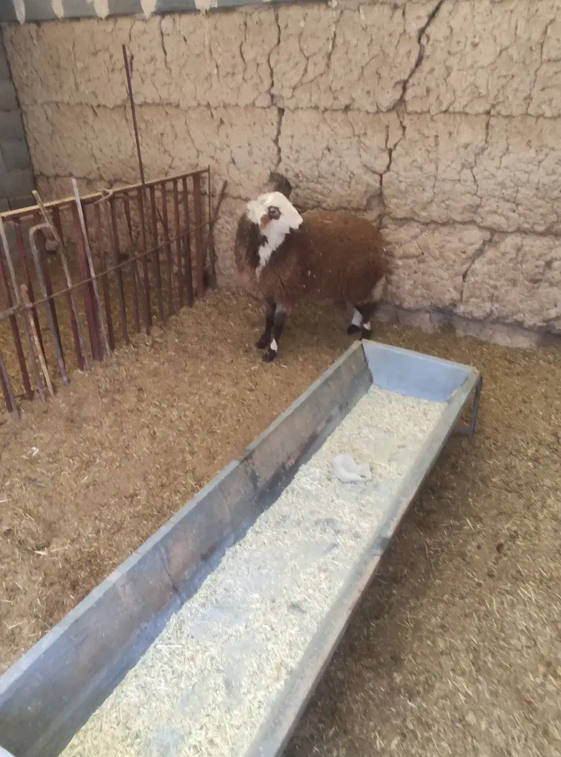 بره نر دورگ لاکن|حیوانات مزرعه|مهریز, |دیوار