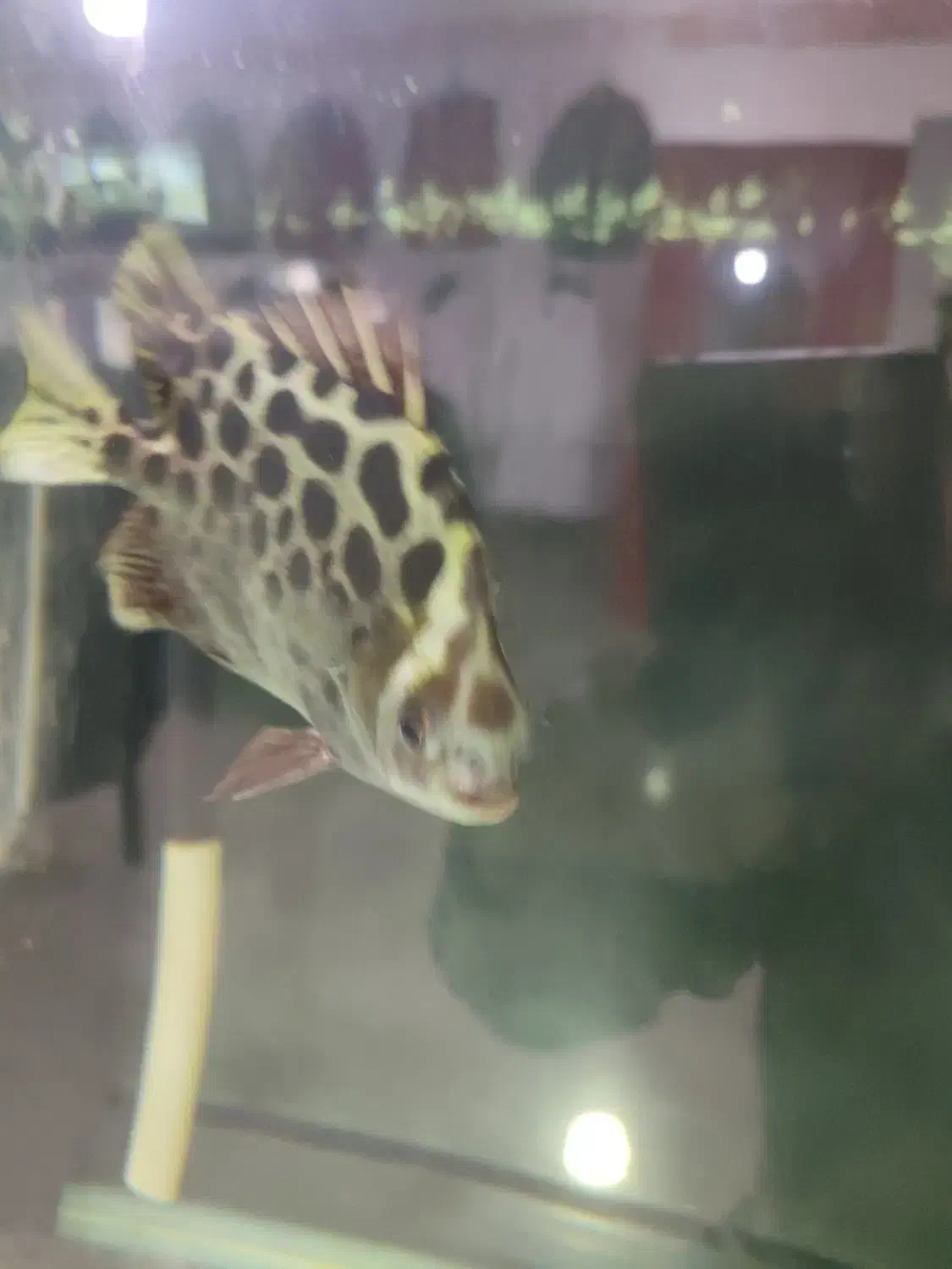 فلاور باکس18سانتی هد دار|ماهی|مشهد, سناباد|دیوار