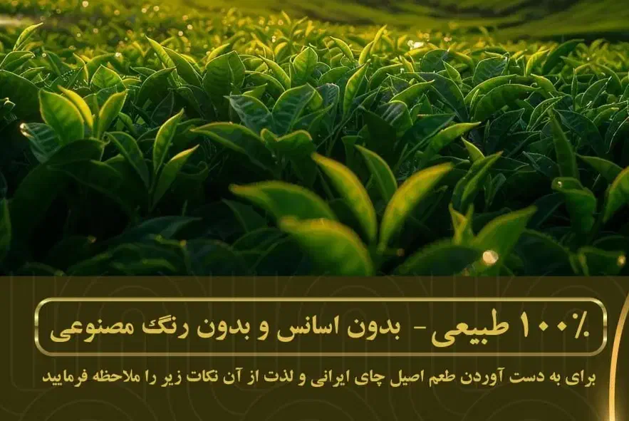 فروش چای بهاره اورگانیک لاهیجان در سراسر کشور|خوردنی و آشامیدنی|رشت, پیرسرا|دیوار