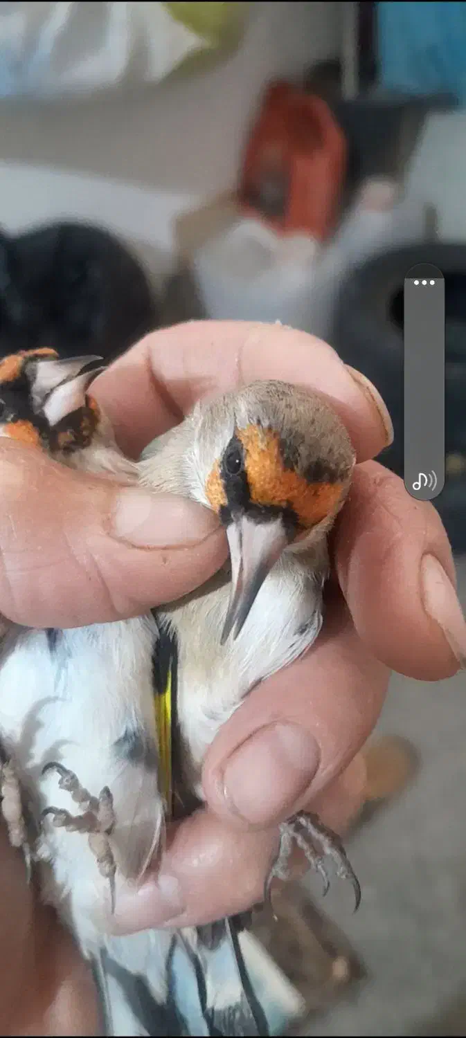 سهره نر اتیقه|پرنده|مشهد, شهرک بهارستان|دیوار