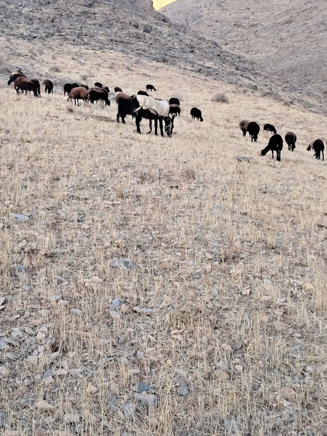 الاغ جوان|حیوانات مزرعه|زالیان, |دیوار