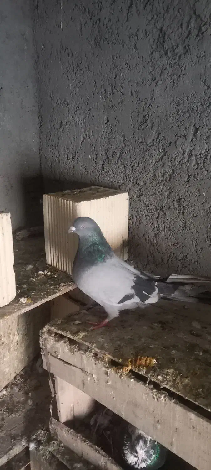 کبوتر  اصفهانی ماده|پرنده|خمینی‌شهر, |دیوار