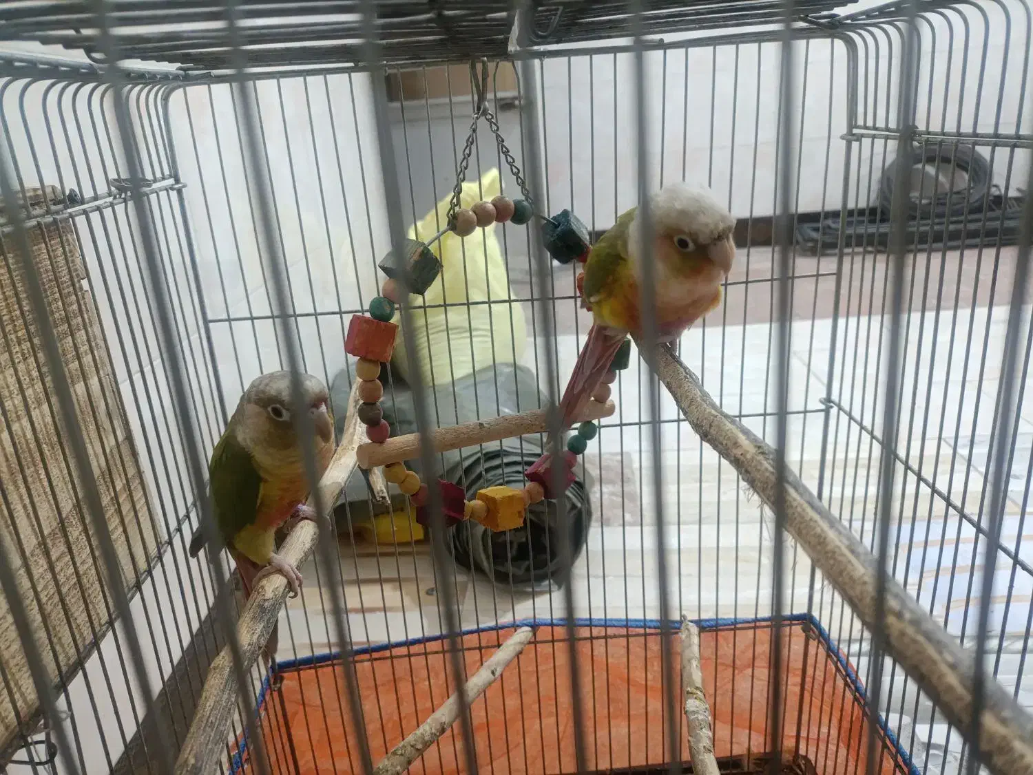 یک جفت گرینچیک نروماده رام دستی نزدیکه  تخم بزارن|پرنده|کهنوج, |دیوار